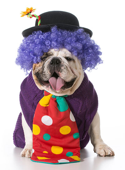 Bulldog Dressed In A Clown Costume