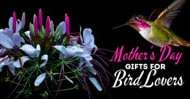 Fun Mother's Day Gifts And Gift Ideas For Bird Lovers And Backyard Bird Watchers.